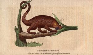 Braziliaanse epische varken (Coendou prehensilis) door Unbekannter Künstler