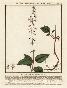 Breedbladige toverhazelaar, Circaea lutetiana