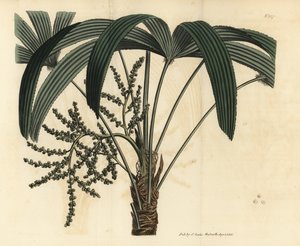Breedbladige lady palm door Unbekannt