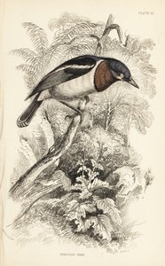 Bruin-keel watt-oog. Handgekleurde staalgravure door William Lizars naar een illustratie van William Swainson uit Sir William Jardine