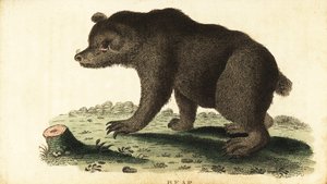 Bruine beer, Ursus arctos, 1800 (gravure) door Unbekannter Künstler