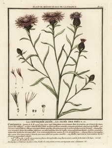 Bruine knoopkruid, Centaurea jacea door Unbekannter Künstler