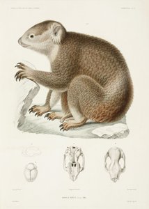 Bruine koala