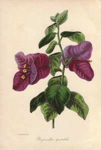 Buginvillaea spectabilis (La bougainvillee of bougainvillee). Handgekleurde lithografie getekend door Samuel Holden voor Sir Joseph Paxton in "Magazine of Botany," Londen, W.S. Orr door Unbekannter Künstler