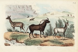 Bosbok, Tragelaphus scriptus 1, zwarte gnoe of witstaartgnoe, Connochaetes gnou 2, grote koedoe, Tragelaphus strepsiceros 3