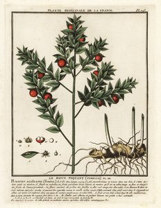 Muizendoorn, Ruscus aculeatus