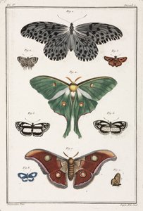 Vlinders