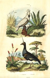 Cacatua galerita, zwavelkuifkaketoe, en gehoornde schreeuwer, Anhima cornuta Kakatoes en kamichi door Unbekannt