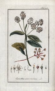 Californische sering (Ceanothus americanus). Lithografie uit “Afbeelding der Artseny-Gewassen” door Johannes Zorn (1739-1799), Nederland door Unbekannter Künstler