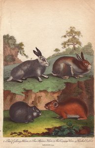 Roepende haas, alpenhaas, wisselende haas en kaphoed konijn