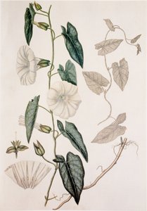 Calystegia sepium/Convolvulus sepium/Heggenwinde door Unbekannt