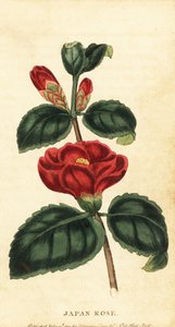 Camellia of Japanse roos, Camellia japonica door Unbekannter Künstler