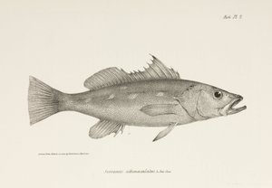 Camotillo, Stille Oceaan, ca. 1832-1836 door Unbekannter Künstler