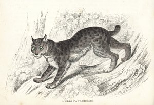 Canadese lynx, Lynx canadensis (Felis canadensis). Handgekleurde lithografie uit Georg Friedrich Treitschke