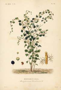 Canadese maanzaad of gele parilla, Menispermum canadense, Menisperme du Canada