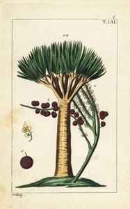 Drakenboom van de Canarische Eilanden, Dracaena draco. Kwetsbaar door Unbekannter Künstler