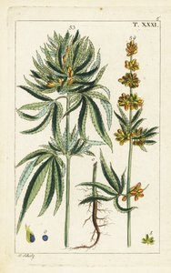 Cannabisplant, Cannabis sativa