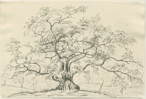 Cannock Chase: pen- en potloodtekening, nd [?19e eeuw]