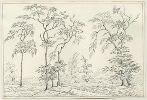 Cannock Chase: pen en potloodtekening, nd [?19e eeuw]