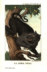 Kaapse baviaan of chacma baviaan, Papio ursinus. Uit Francois Le Vaillant (Levaillant door Unbekannter Künstler