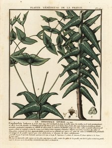 Kaperspurrie, Euphorbia lathyris