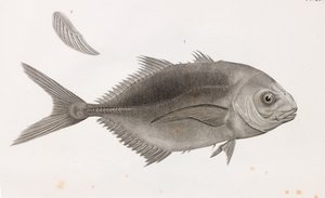Caranx Sauteur (detail)
