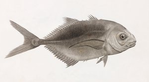 Caranx Sauteur (detail)
