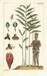 Kardemomboom, Elettaria cardamomum door Unbekannter Künstler