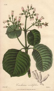 Cartagena schors, Cinchona cordifolia door Unbekannter Künstler