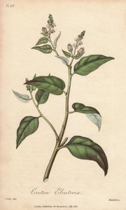 Cascarilla (Croton eleuteria) - Sterk water door William Clarke ter illustratie van 