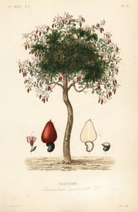 Cashewboom