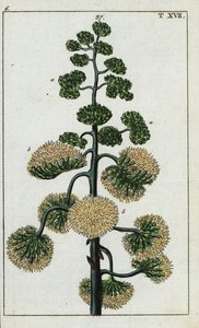 Eeuwplant, Agave americana door Unbekannter Künstler