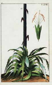 Eeuwplant, Agave americana door Unbekannter Künstler