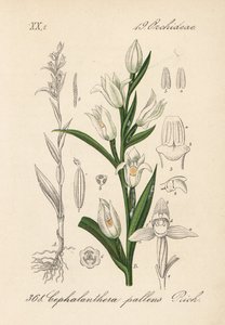 Cephalanthere heeft epe of langbladig - Zwaardbladige helleborine, Cephalanthera longifolia (Cephalanthera pallens). Handgekleurde lithografie uit Diederich von Schlechtendal