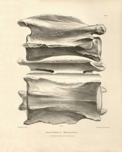 Halswervel van Macrauchenia, een prehistorisch dier gevonden door Charles Darwin tijdens zijn ontdekkingsreis aan boord van de Beagle. The Zoology of the voyage of H.M.S. Beagle onder het bevel van kapitein Fitzroy tijdens de jaren 1832 tot 1836 bewerkt en door Unbekannter Künstler