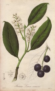 Laurierkers of laurieramandel of laurierpame of trebizonde laurier (Prunus Lauro-cerasus) - Drain door William Clarke ter illustratie van 