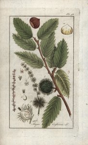 Kastanje (Castanea sativa). Lithografie uit “Afbeelding der Artseny-Gewassen” door Johannes Zorn (1739-1799), Nederland door Unbekannter Künstler