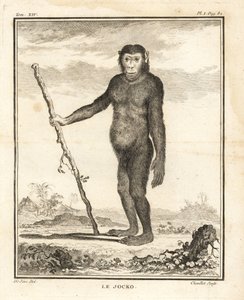 Chimpanzee, Pan troglodytes. De Jocko. Bedreigd. Kopergravure door Chevillet naar een illustratie van Jacques de Seve uit Georges-Louis Leclerc, Comte de Buffon