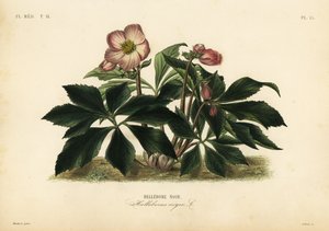 Kerstroos of zwart nieskruid, Helleborus niger door Unbekannt