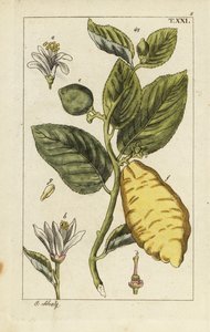 Citroen met fruit, bladeren en bloemen, Citrus medica