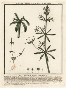 Kleefkruid, Galium aparine