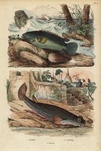 Klimbaars, Anabas testudineus, en viervissoog, Anableps anableps door Unbekannt