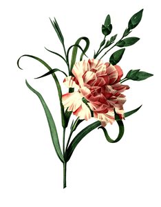 Anjer (Dianthus caryophyllus) of edele anjer, tuinanjer