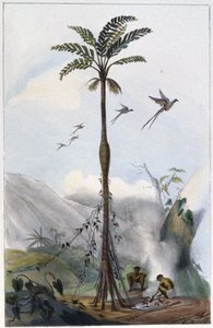 Kokospalm (Barrigudo)