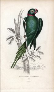 Halsbandparkiet. Lithografie van Joseph Kidd, gebaseerd op een tekening van John Audubon, in Miscellany of Natural History: Parrots, Sir Thomas DiK Lauder en Captain Thomas Brown, gepubliceerd in Edinburgh, Schotland, in 1833