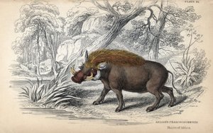 Gewone Afrikaanse wrattenzwijn. Kopergravure door William Lizars, gebaseerd op een tekening van James Stewart, gepubliceerd in de Naturalist Library: zoogdieren, pachydermen en viervoeters met fijne huid, bewerkt door W. H. Lizars door Unbekannter Künstler