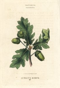 Gewone Britse eik, Quercus robur. Handgekleurde koperplaat gravure naar een illustratie van Richard Duppa uit zijn The Clours and Orders of the Linnaean System of Botany, Longman, Hurst, Londen door Unbekannter Künstler