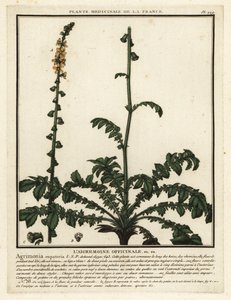 Gewone agrimonie, Agrimonia eupatoria door Unbekannter Künstler