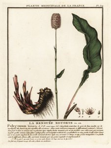 Gewone adderwortel, Persicaria bistorta