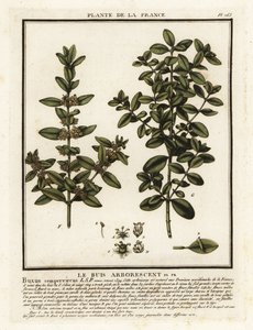 Gewone buxus, Buxus sempervirens door Unbekannter Künstler